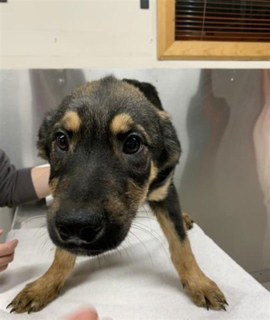 *GRUNDEN - Husky / Rottweiler available for adoption