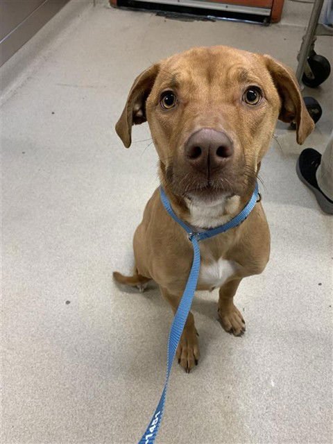 CINNAMON - American Bulldog available for adoption