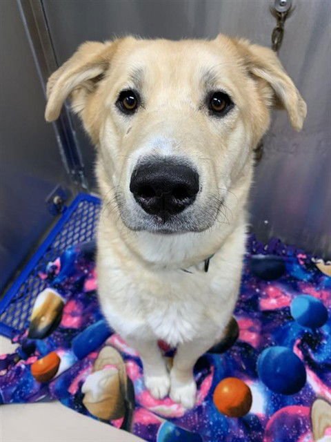 SMOKEY - Husky available for adoption