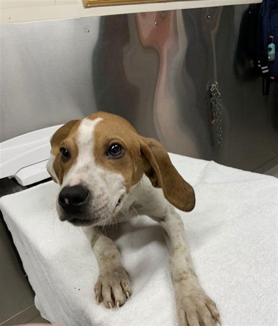 *THEODORE - English Coonhound / Beagle available for adoption