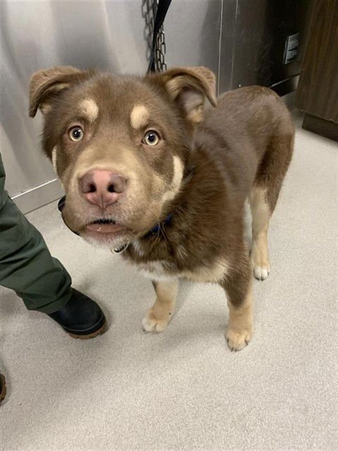 CHARLIE - Alaskan Malamute / German Shepherd Dog available for adoption