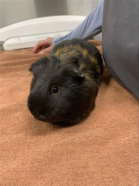 COCO - Guinea Pig available for adoption