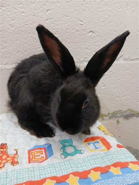 *MERCUSE - Shorthaired Rabbit available for adoption