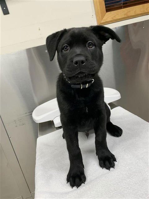 TIIVII - Pit Bull Terrier / Labrador Retriever available for adoption