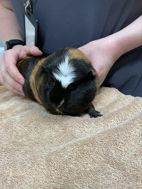 ELSA - Guinea Pig available for adoption