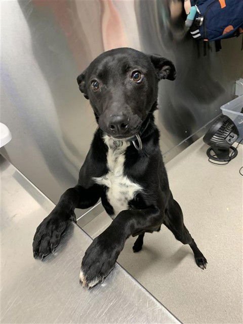 TWO - Husky / Pointer available for adoption