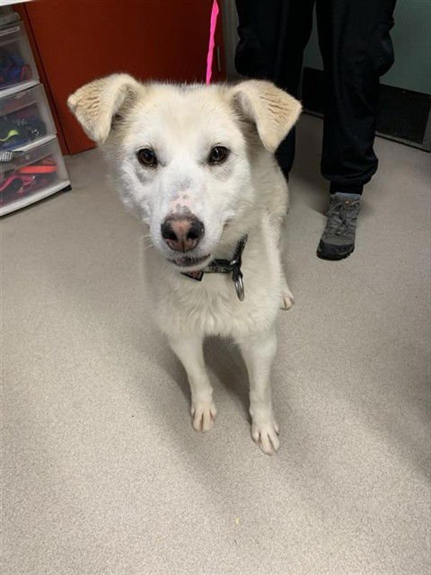 CHIYANNE - Husky available for adoption