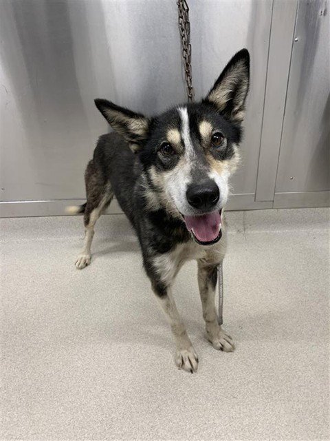 OREO - Husky for adoption in Fairbanks