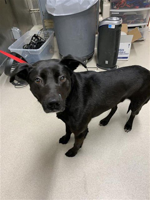 ONE - Husky / Pointer available for adoption