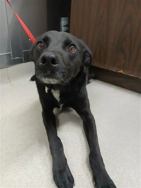 ONE - Husky / Pointer for adoption in Fairbanks