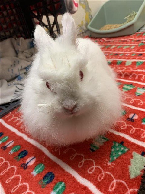 FREYJA - Jersey Wooly available for adoption