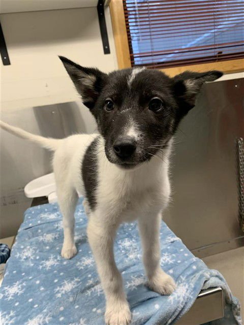 DOTZ - Karelian Bear Dog / Husky available for adoption