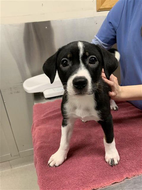 B-MO - Husky / Labrador Retriever available for adoption