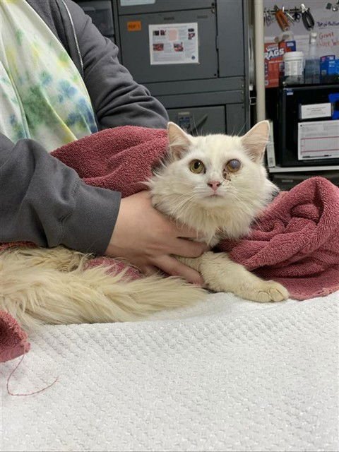 *ESTER - Domestic Medium Hair available for adoption