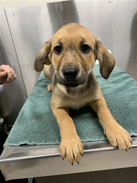 *FOXY - Husky available for adoption