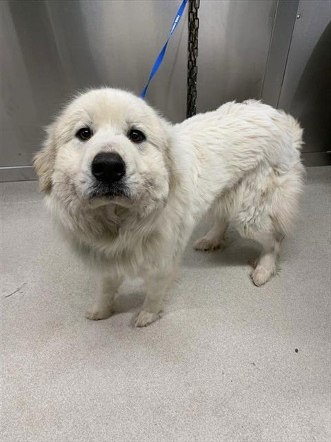 HOPE - Great Pyrenees available for adoption