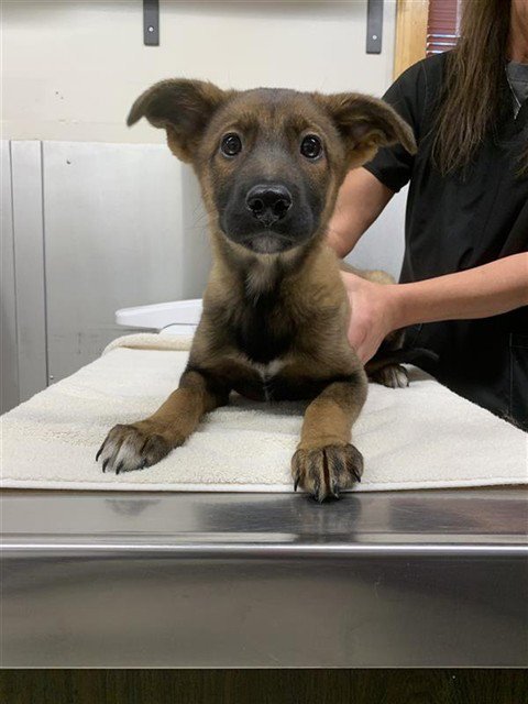 *BEYONCE - Husky for adoption in Fairbanks