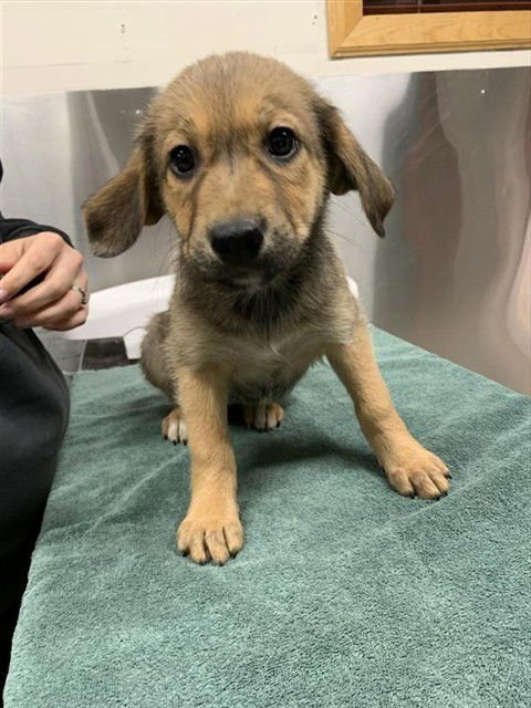 *KITTY - Husky available for adoption