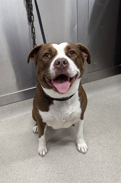 CONNIE - Pit Bull Terrier for adoption in Fairbanks
