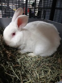 COTTON - Photo 1