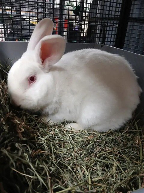 COTTON - Shorthaired Rabbit available for adoption