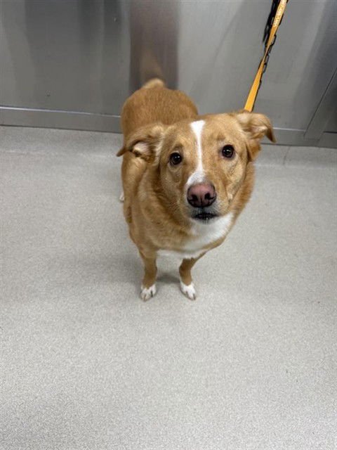 NELLY - Labrador Retriever available for adoption