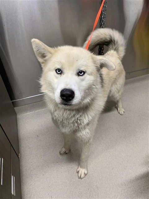MATER - Siberian Husky / Great Pyrenees available for adoption