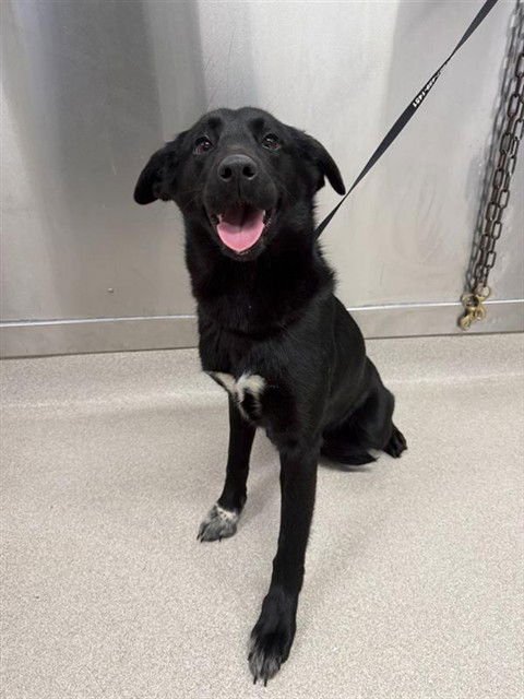 *DAHLIA - Labrador Retriever available for adoption