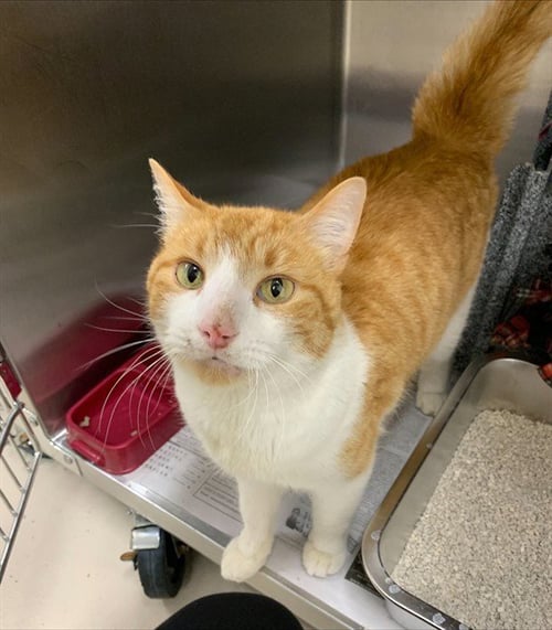 *GRIFFIN - Domestic Short Hair for adoption in Fairbanks