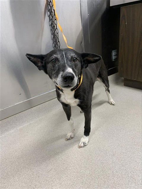 LIL BIT - Husky available for adoption