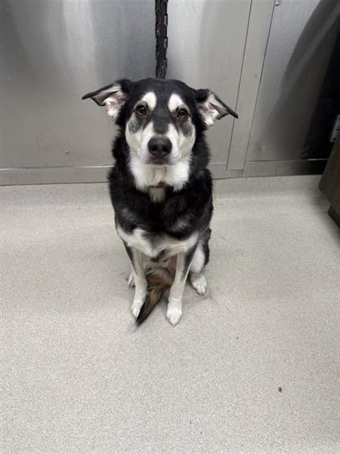 MOOSE - Husky available for adoption