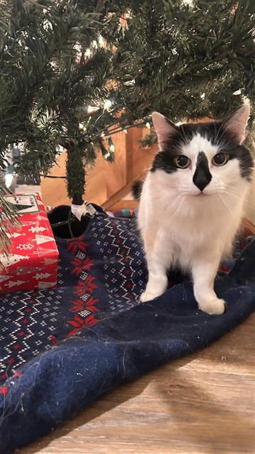 PENNY - Domestic Long Hair available for adoption