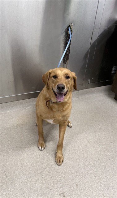 FLOKI GEORGE - Labrador Retriever available for adoption