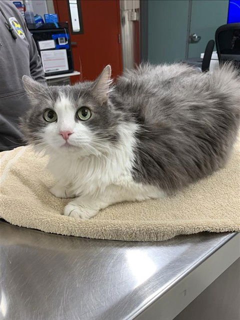 GRANITE - Domestic Medium Hair available for adoption