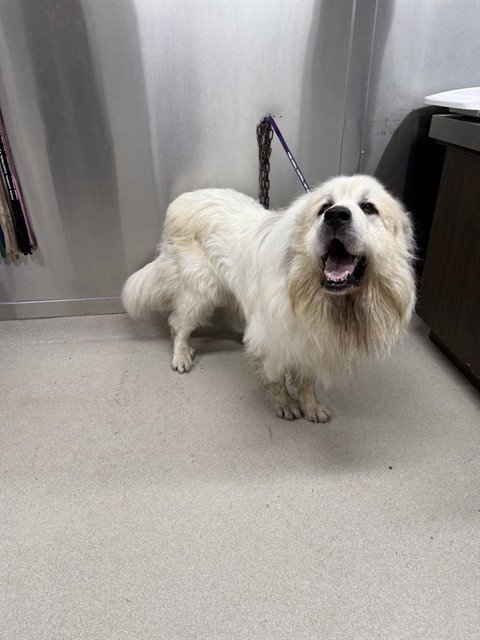 GOOSE - Great Pyrenees available for adoption