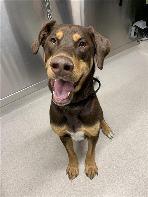 GRIZZ - Alaskan Malamute / Doberman Pinscher for adoption in Fairbanks