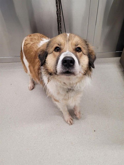 MACY - Great Pyrenees available for adoption