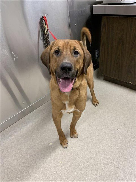 BEAR - Bloodhound / Catahoula Leopard Dog available for adoption