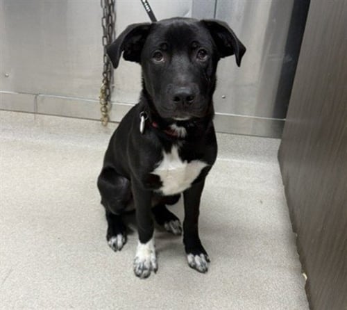 BUDDY - Labrador Retriever available for adoption