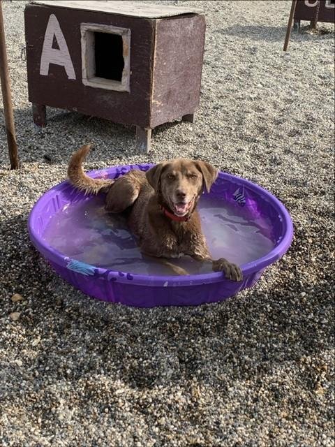 MILO - Husky / Weimaraner for adoption in Fairbanks