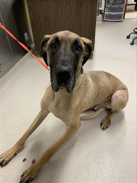 BRUNO - Great Dane available for adoption