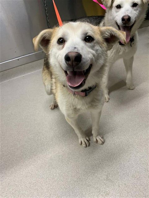 SWEETIE - Husky available for adoption