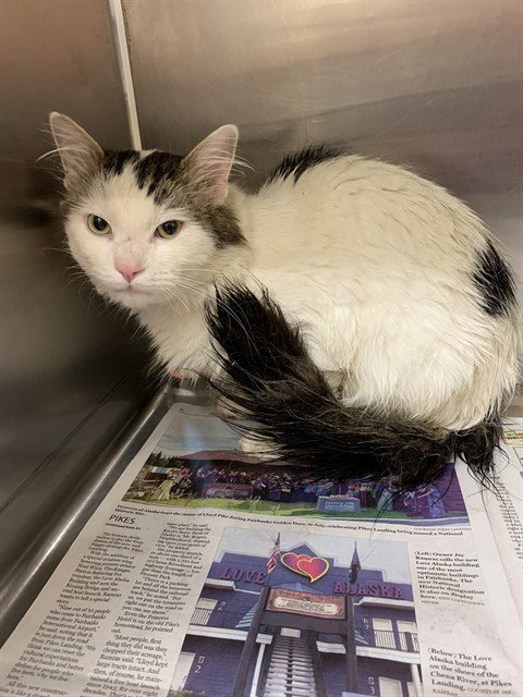*STENVIK - Domestic Medium Hair available for adoption