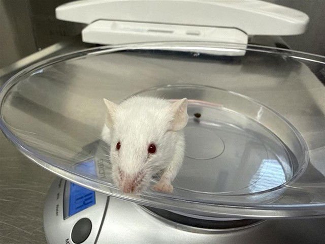 *MISTER SQUEAKERTON - Mouse available for adoption