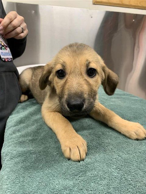 *PIKA - Husky available for adoption