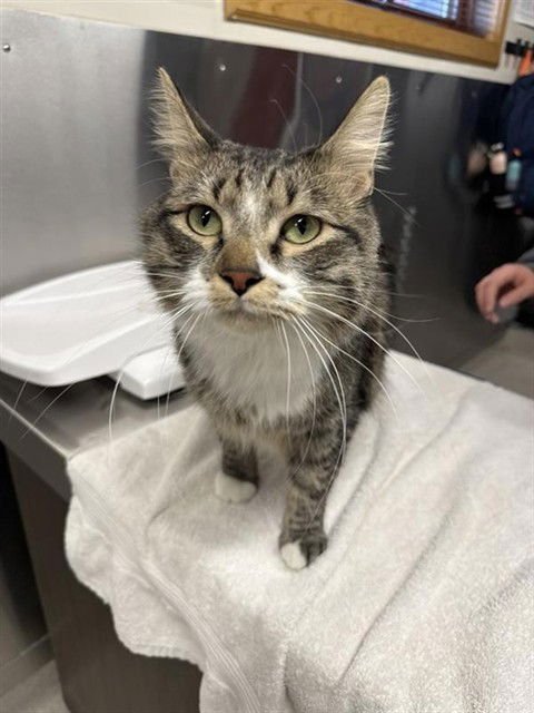 CHARLIE - Domestic Medium Hair available for adoption