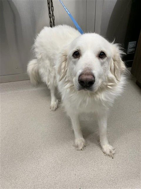 APPA - Great Pyrenees available for adoption