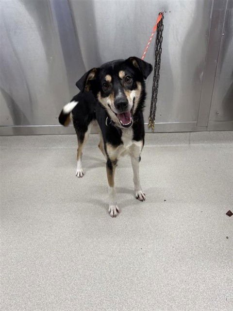 SHAKA - Husky available for adoption