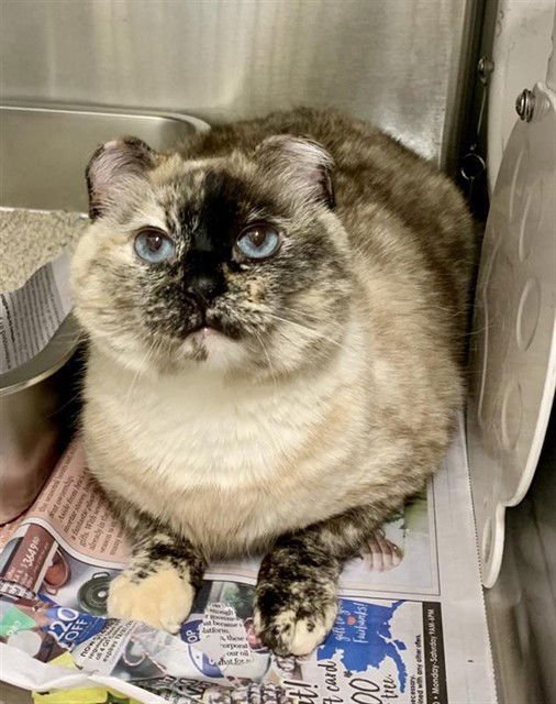 *ANNIE - Domestic Short Hair available for adoption