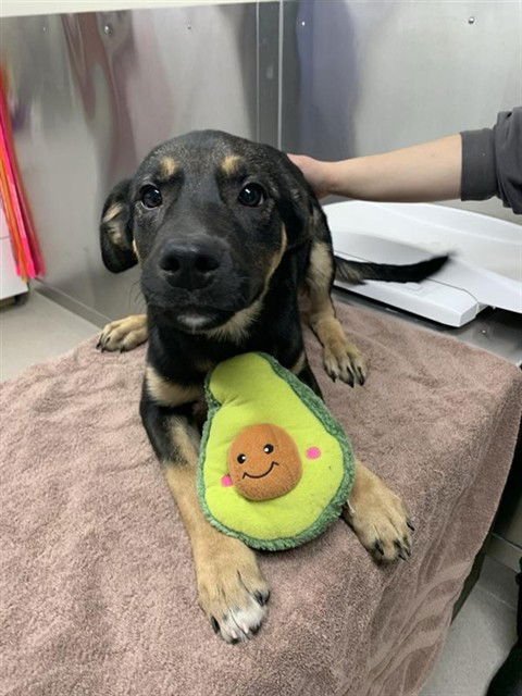 *KEEN - Husky / Rottweiler available for adoption